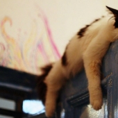 Cats who have learned the science of sleep