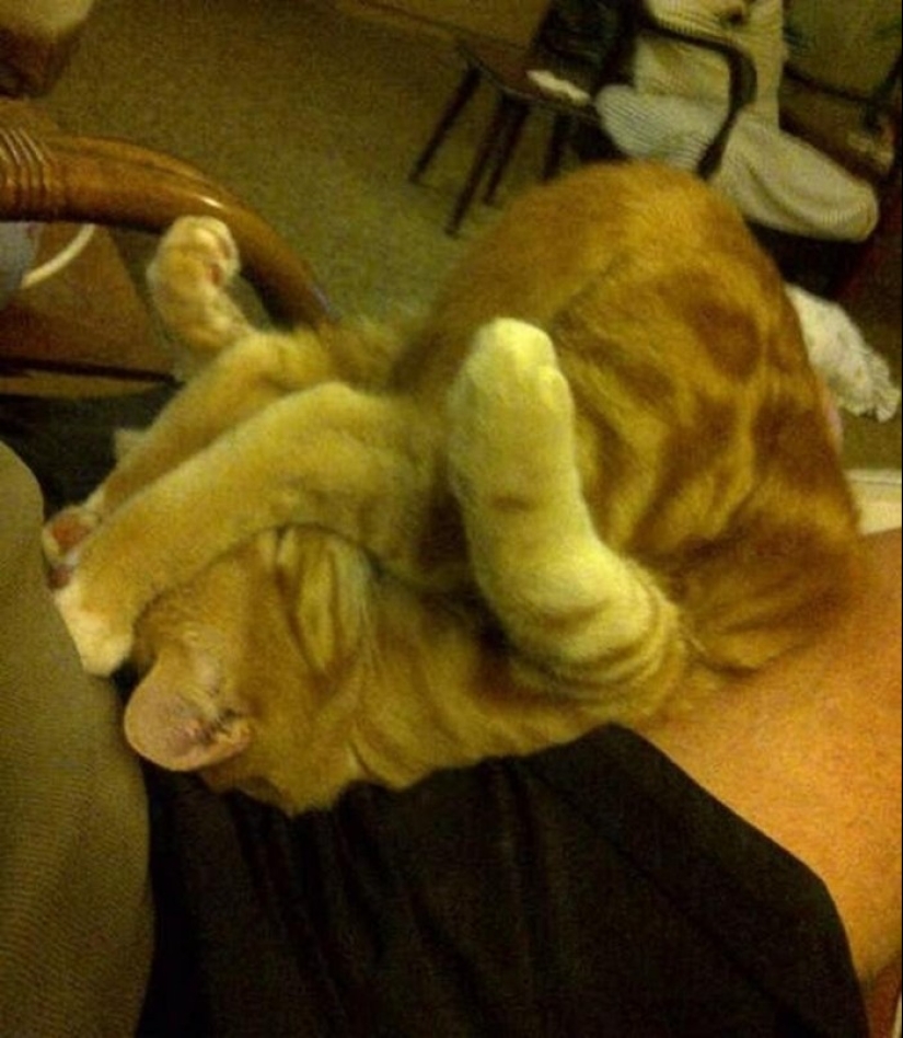 Cats who have learned the science of sleep Cats who have learned the science of sleep