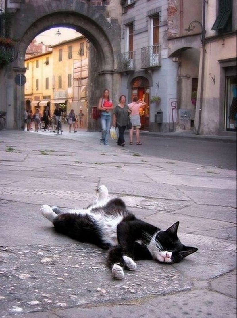 Cats who have learned the science of sleep Cats who have learned the science of sleep