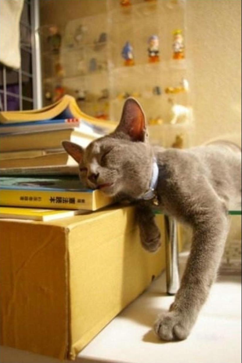 Cats who have learned the science of sleep Cats who have learned the science of sleep