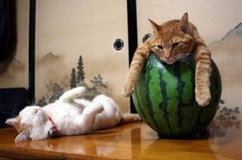 Cats who have learned the science of sleep Cats who have learned the science of sleep