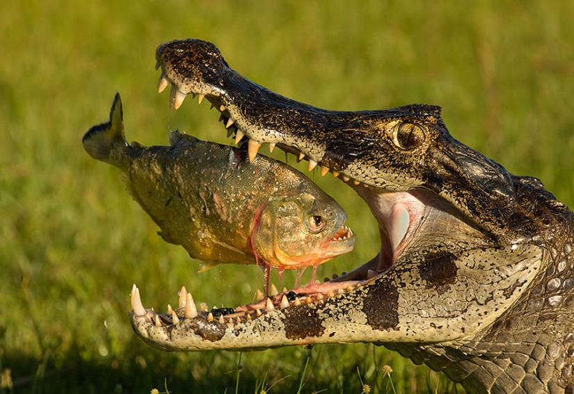 Caught: 19 incredibly successful shots