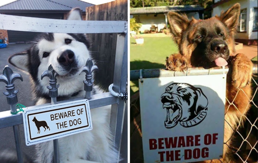Caution! In this post, terribly kind dogs Caution! In this post, terribly kind dogs