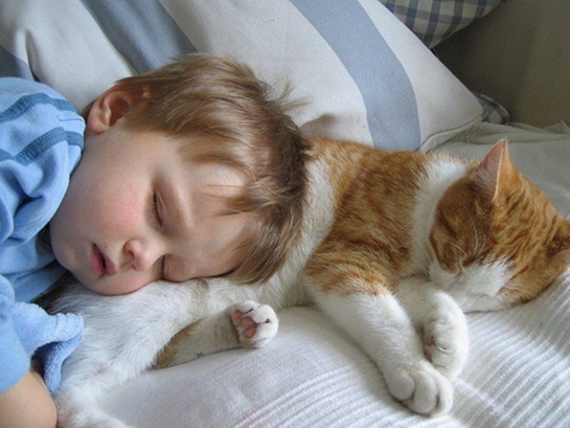 Charming photos proving that your child needs a cat