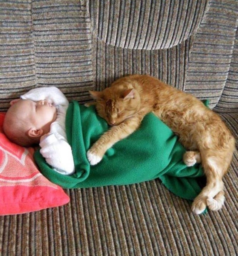 Charming photos proving that your child needs a cat