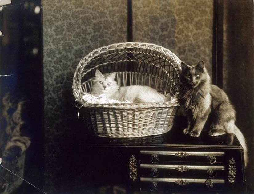 Charming vintage cats that will prove that cats have ruled the world at all times