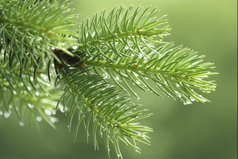 Christmas life hacks: 4 ways to use pine needles showered