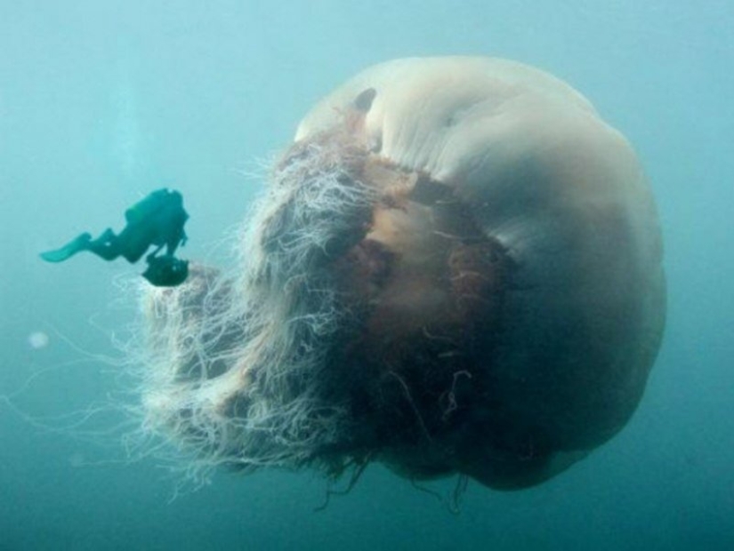 Cianea ártica — un delicioso gigante del mundo de las medusas