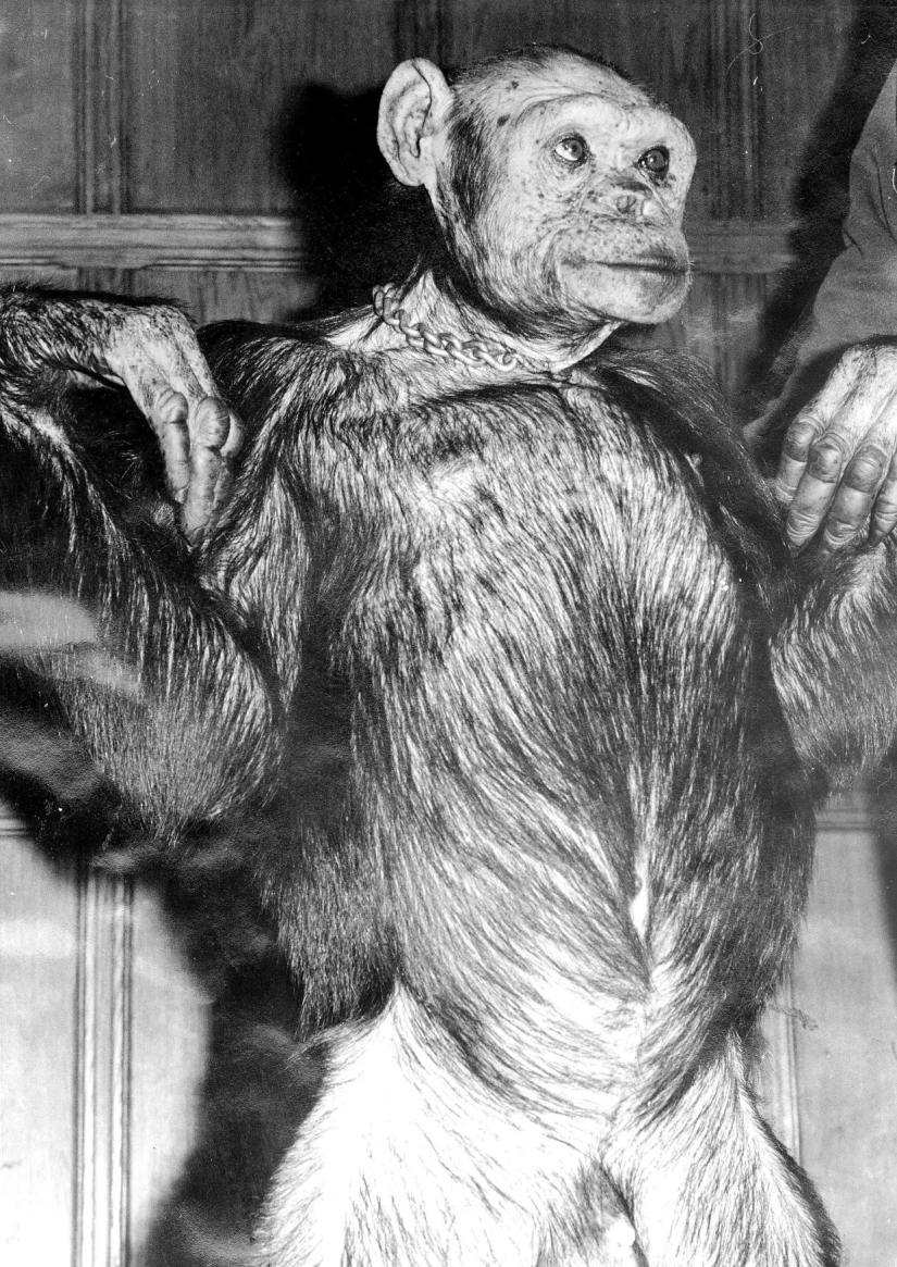 Científicos de EE. UU. cruzaron humanos y chimpancés hace 100 años, pero el híbrido tuvo que ser sacrificado Científicos de EE. UU. cruzaron humanos y chimpancés hace 100 años, pero el híbrido tuvo que ser sacrificado