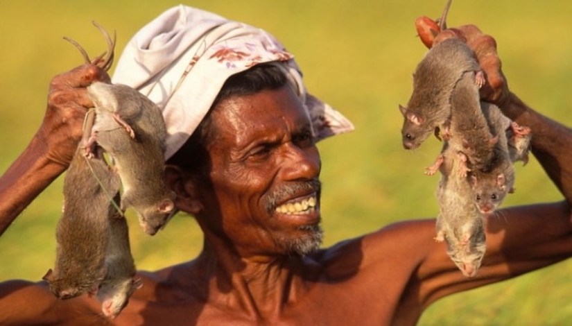 "Ciervo doméstico" o cómo los platos de rata se convirtieron en parte de la gastronomía nacional en diferentes partes del mundo "Ciervo doméstico" o cómo los platos de rata se convirtieron en parte de la gastronomía nacional en diferentes partes del mundo