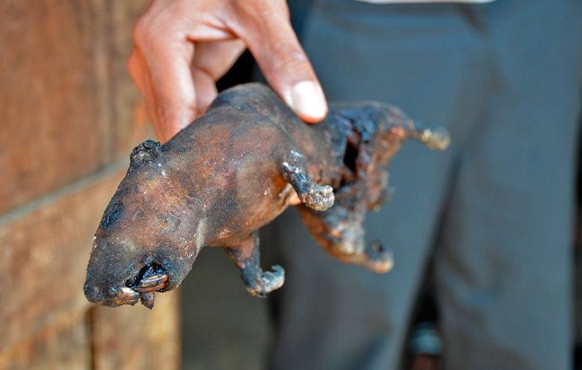 "Ciervo doméstico" o cómo los platos de rata se convirtieron en parte de la gastronomía nacional en diferentes partes del mundo "Ciervo doméstico" o cómo los platos de rata se convirtieron en parte de la gastronomía nacional en diferentes partes del mundo