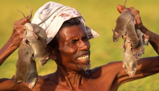 "Ciervo doméstico" o cómo los platos de rata se convirtieron en parte de la gastronomía nacional en diferentes partes del mundo