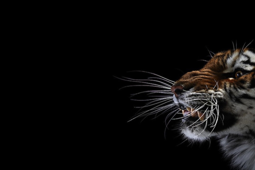 Close-up animal portraits Close-up animal portraits