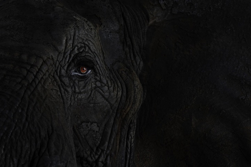 Close-up animal portraits Close-up animal portraits