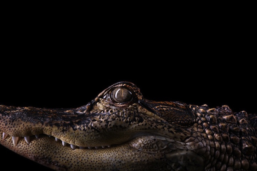 Close-up animal portraits Close-up animal portraits