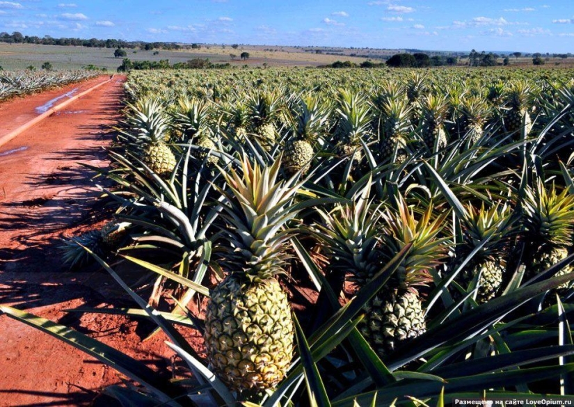 Cómo cultivar algunas frutas y verduras: una inusual de los hechos acerca de la costumbre de los productos