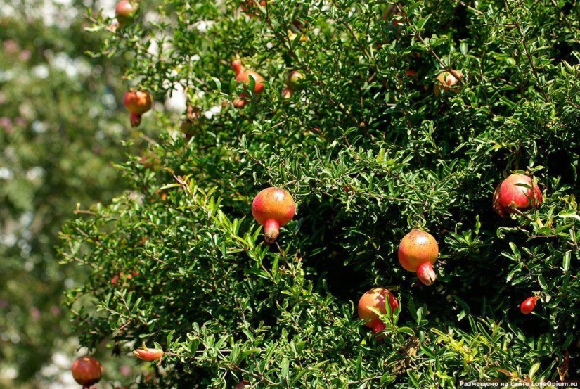 Cómo cultivar algunas frutas y verduras: una inusual de los hechos acerca de la costumbre de los productos