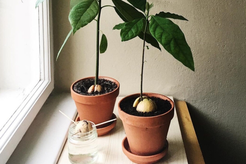 Cómo cultivar un aguacate a partir de una semilla en el alféizar de una ventana Cómo cultivar un aguacate a partir de una semilla en el alféizar de una ventana