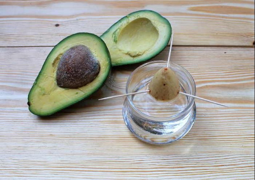 Cómo cultivar un aguacate a partir de una semilla en el alféizar de una ventana Cómo cultivar un aguacate a partir de una semilla en el alféizar de una ventana