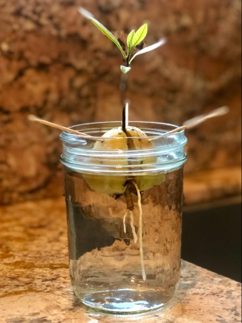Cómo cultivar un aguacate a partir de una semilla en el alféizar de una ventana Cómo cultivar un aguacate a partir de una semilla en el alféizar de una ventana