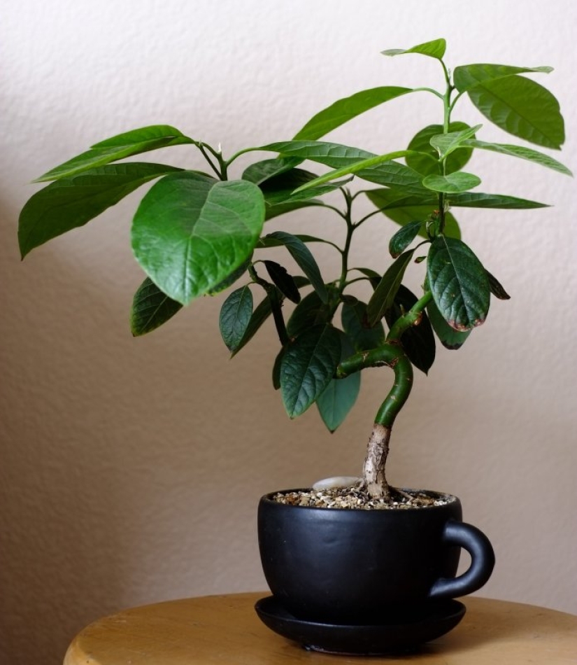 Cómo cultivar un aguacate a partir de una semilla en el alféizar de una ventana Cómo cultivar un aguacate a partir de una semilla en el alféizar de una ventana