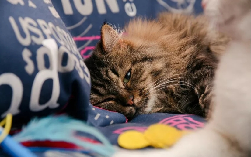 Cómo determinar la vejez en un gato y en qué se diferencia de la vejez de un perro