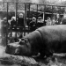 Cómo el Zoológico de Leningrado sobrevivió al bloqueo Cómo el Zoológico de Leningrado sobrevivió al bloqueo