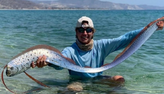 Cómo es el rey del arenque, capaz de predecir un tsunami Cómo es el rey del arenque, capaz de predecir un tsunami