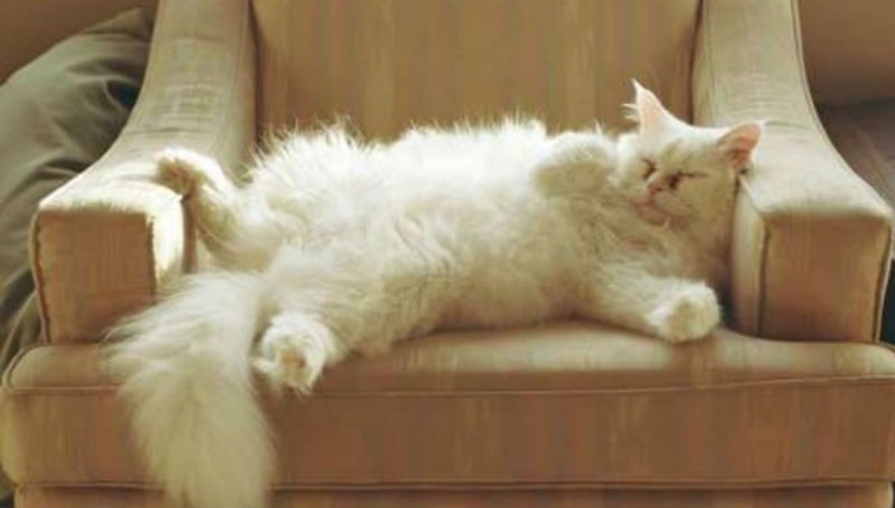 ¿Cómo está tu gato tratando de hablar contigo ¿Cómo está tu gato tratando de hablar contigo