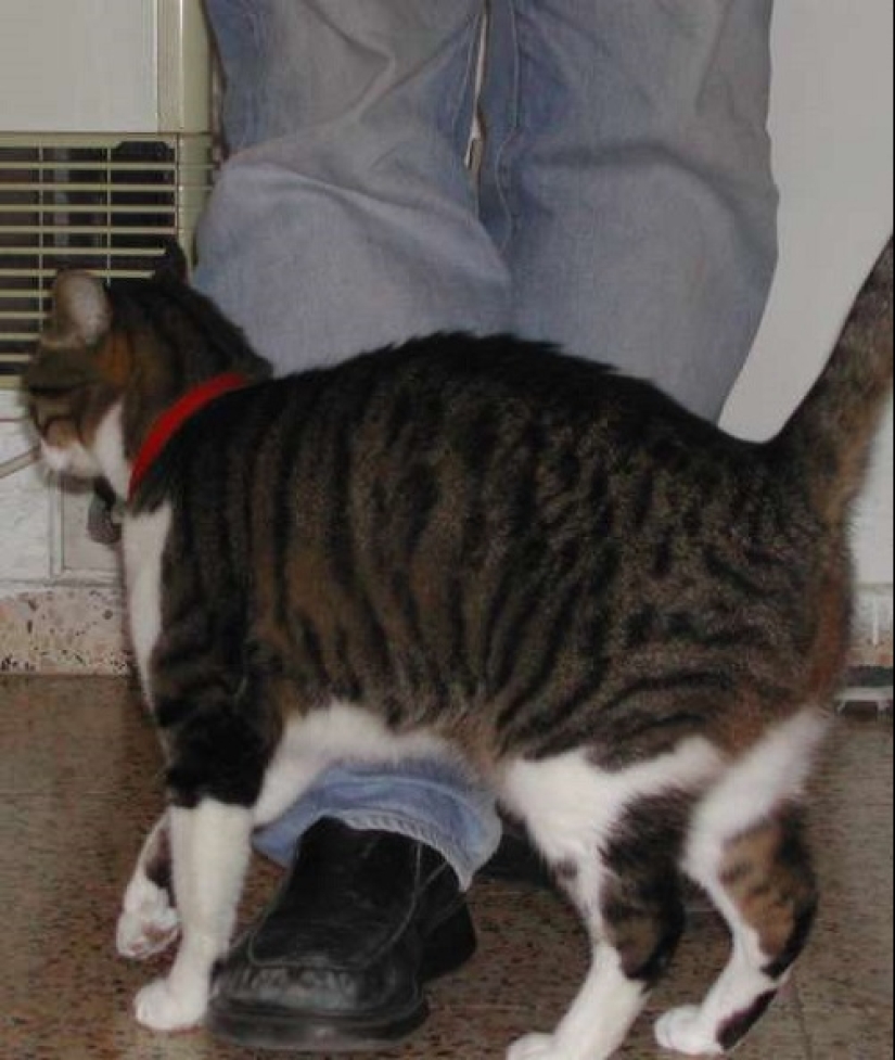 ¿Cómo está tu gato tratando de hablar contigo ¿Cómo está tu gato tratando de hablar contigo