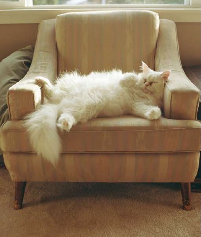 ¿Cómo está tu gato tratando de hablar contigo ¿Cómo está tu gato tratando de hablar contigo