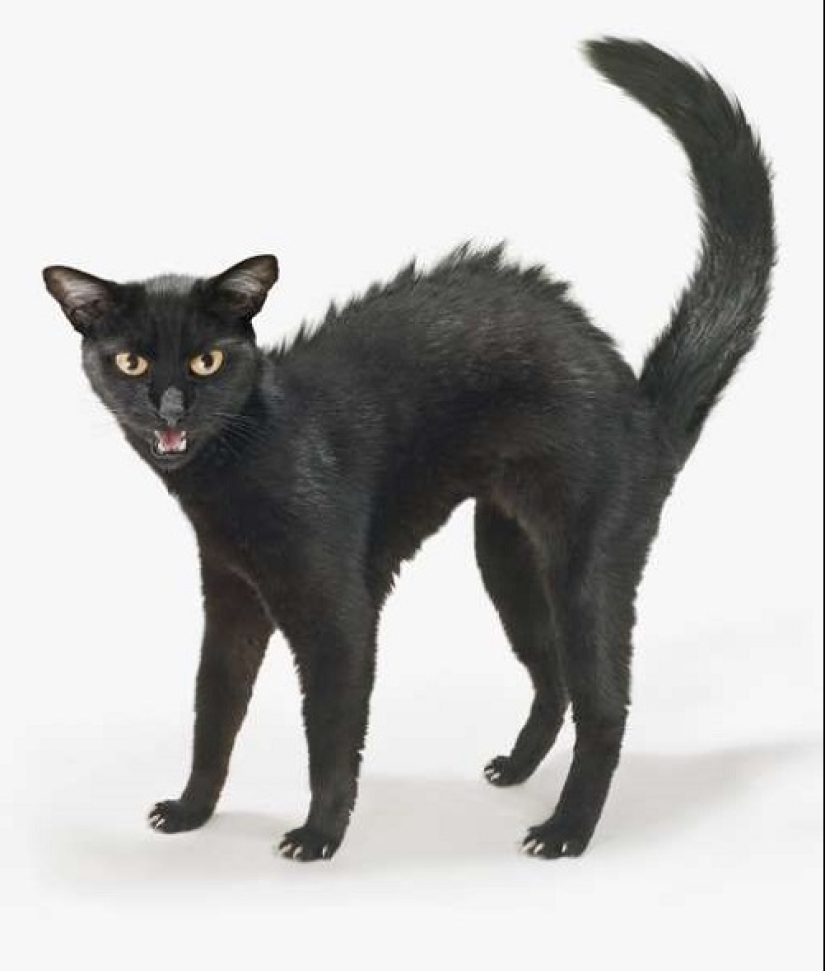 ¿Cómo está tu gato tratando de hablar contigo ¿Cómo está tu gato tratando de hablar contigo