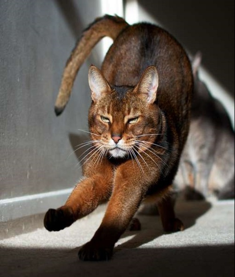 ¿Cómo está tu gato tratando de hablar contigo ¿Cómo está tu gato tratando de hablar contigo