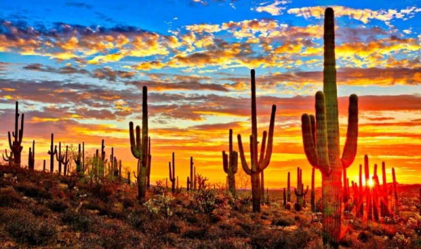 Cómo florece el gigante Saguaro, el cactus más grande del planeta