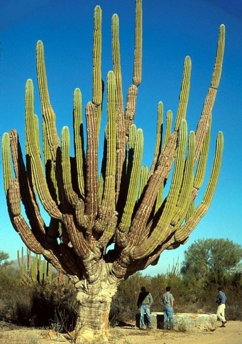 Cómo florece el gigante Saguaro, el cactus más grande del planeta