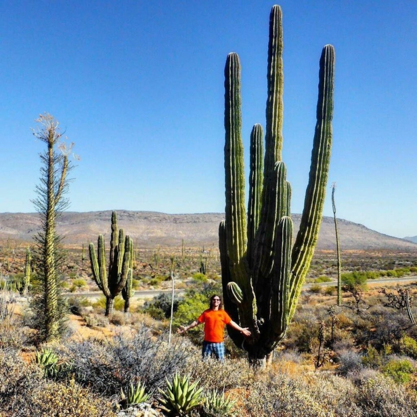 Cómo florece el gigante Saguaro, el cactus más grande del planeta
