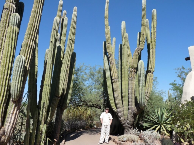 Cómo florece el gigante Saguaro, el cactus más grande del planeta