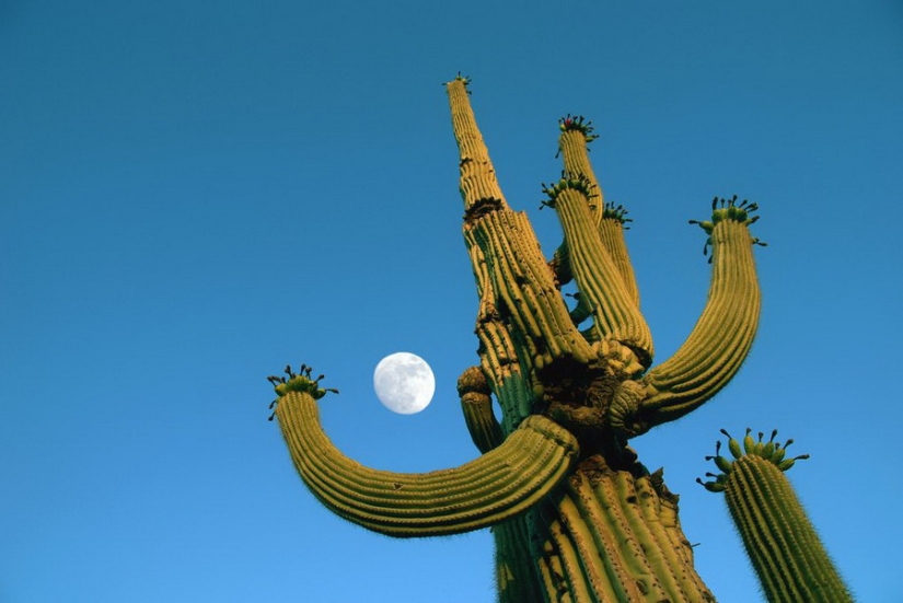 Cómo florece el gigante Saguaro, el cactus más grande del planeta