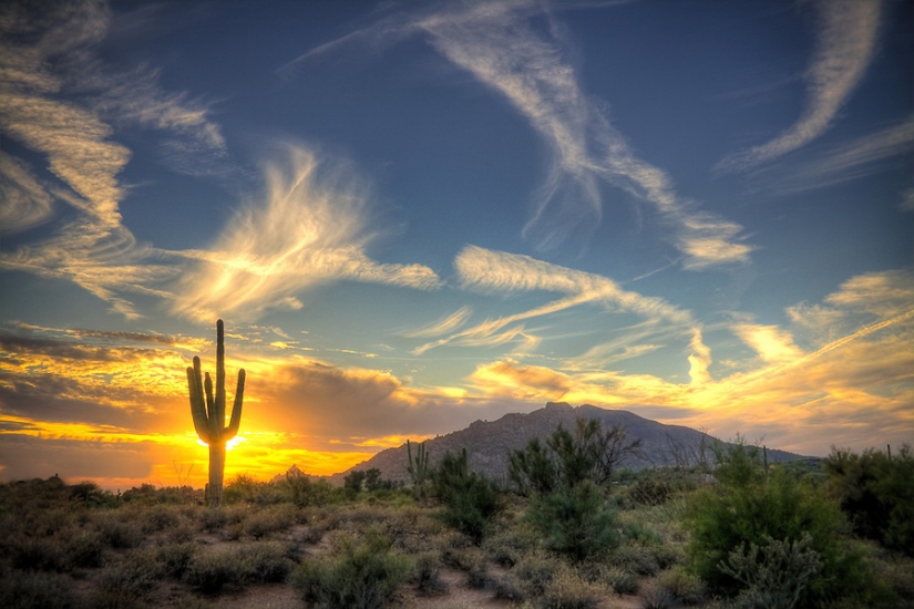 Cómo florece el gigante Saguaro, el cactus más grande del planeta