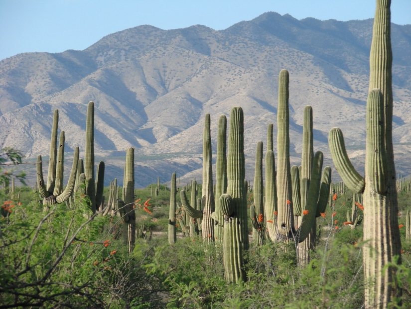 Cómo florece el gigante Saguaro, el cactus más grande del planeta
