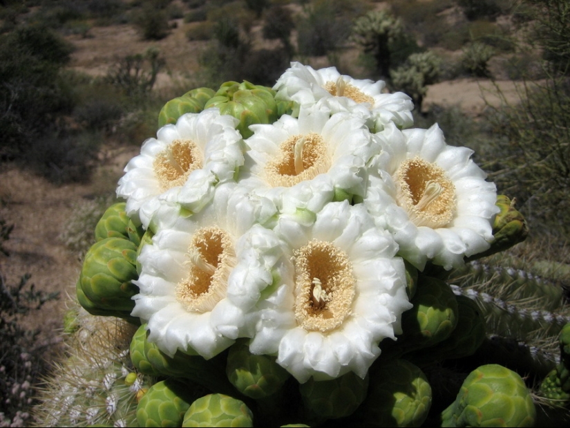 Cómo florece el gigante Saguaro, el cactus más grande del planeta