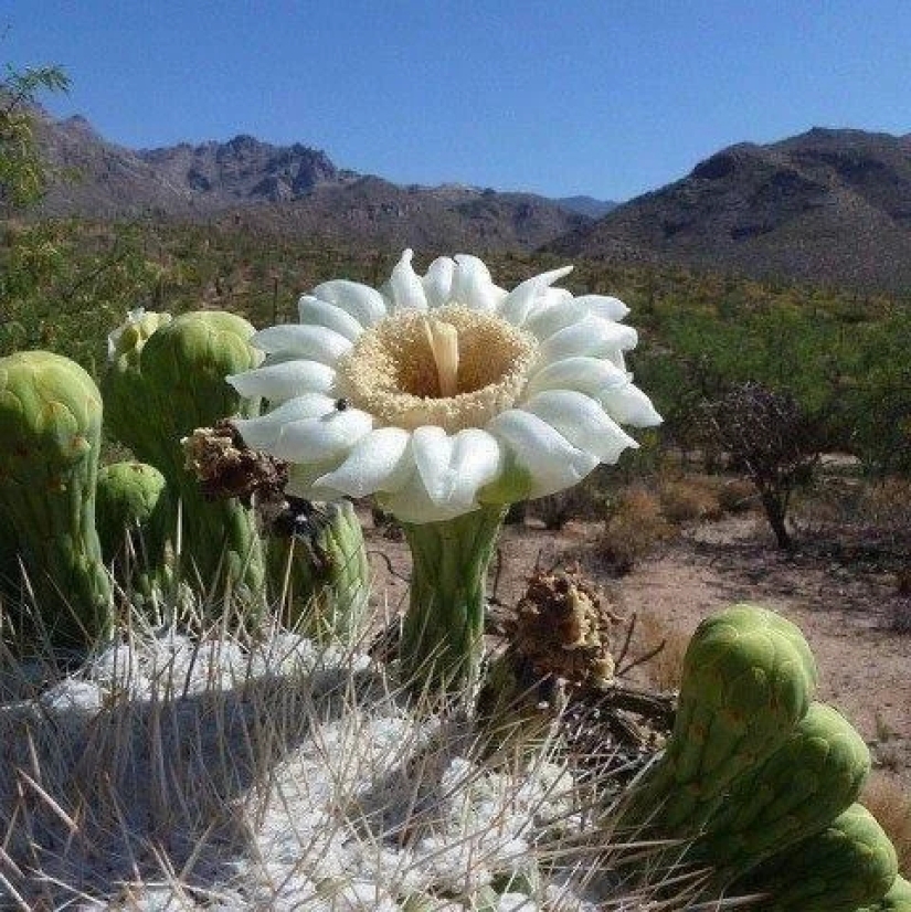 Cómo florece el gigante Saguaro, el cactus más grande del planeta