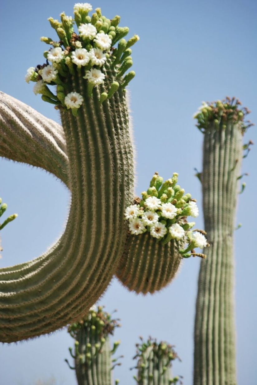 Cómo florece el gigante Saguaro, el cactus más grande del planeta