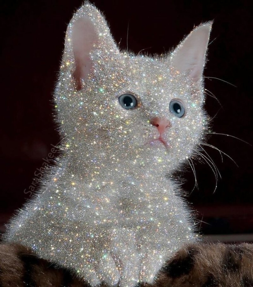 Cómo hacer que el mundo brille: 25 obras brillantes de Sarah Shakil