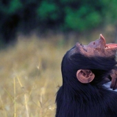 ¿Cómo intentaron los científicos enseñar a hablar a los primates? ¿Cómo intentaron los científicos enseñar a hablar a los primates?