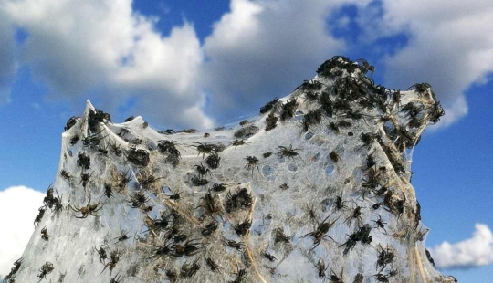 Cómo las arañas convierten la paradisíaca isla de Aitoliko en un escenario de película de terror