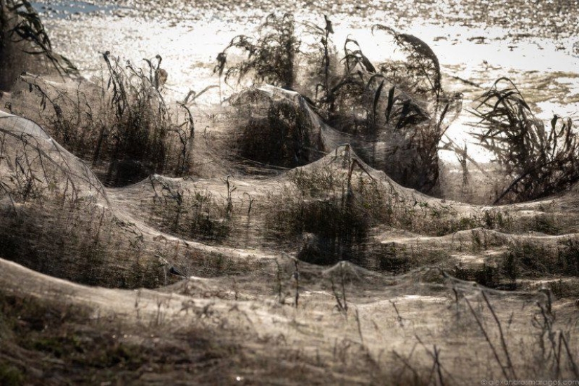 Cómo las arañas convierten la paradisíaca isla de Aitoliko en un escenario de película de terror