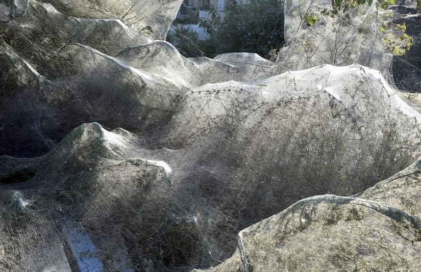 Cómo las arañas convierten la paradisíaca isla de Aitoliko en un escenario de película de terror