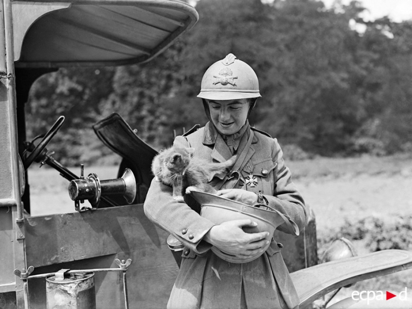 Cómo los gatos tomó parte en la guerra Cómo los gatos tomó parte en la guerra