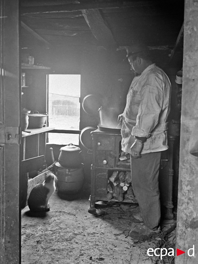 Cómo los gatos tomó parte en la guerra Cómo los gatos tomó parte en la guerra
